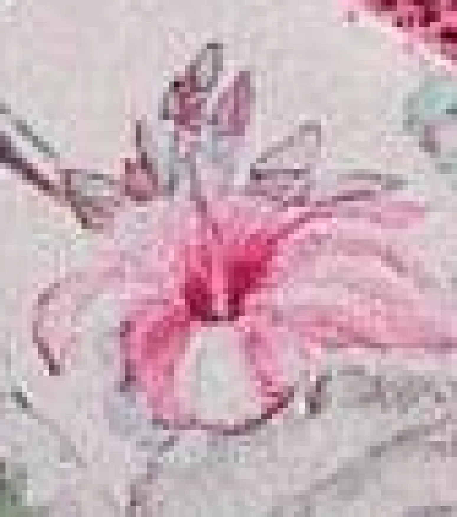 Women Hurley Bikini Bottoms|Bikinis*LSF X - Hawaiian Hibiscus Terry Reversible French Cut Cheeky Bottom